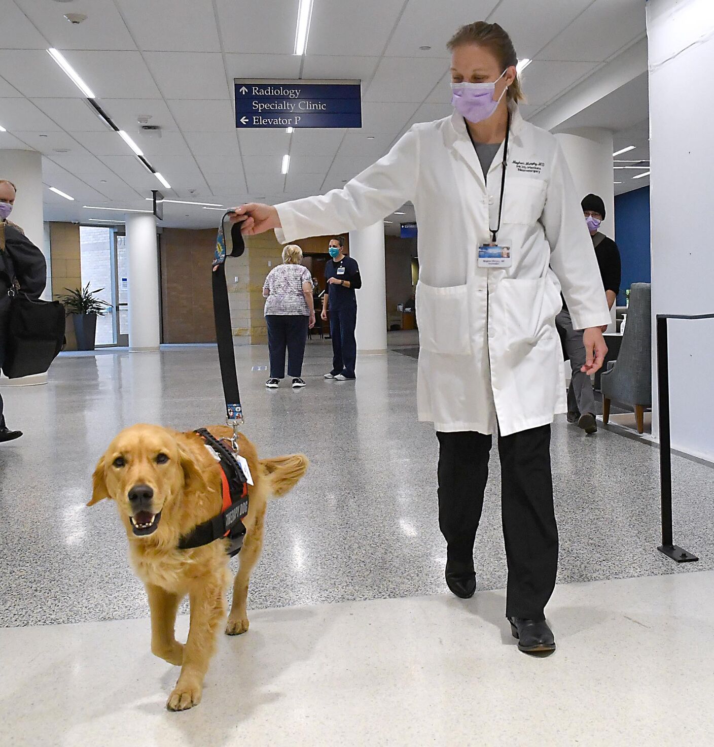 Hospital therapy dog 7